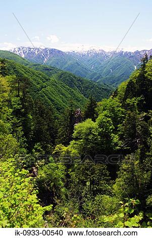 Green Trees and Snow-Capped Mountains in Background View Large Photo Image Stock Image - Green Trees and Snow-Capped Mountains in Background . Fotosearch