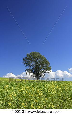 Greenery View Large Photo Image Stock Image - Greenery. Fotosearch