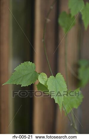 Greenery View Large Photo Image Stock Image - Greenery. Fotosearch