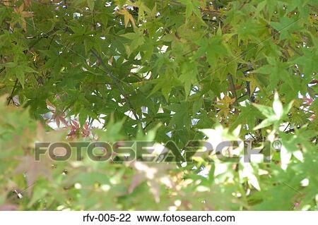 Greenery View Large Photo Image Stock Image - Greenery. Fotosearch