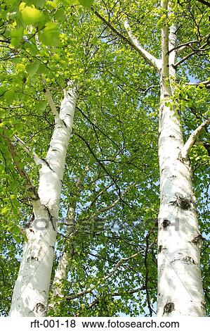 Stock Photo - Greenery. Fotosearch