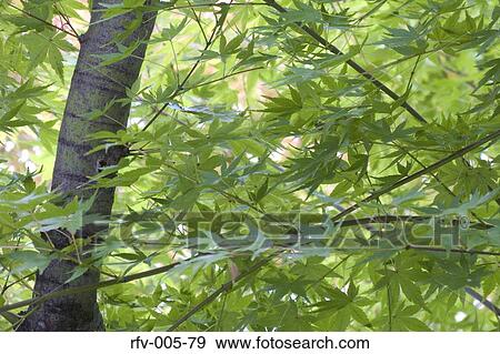 Stock Photo - Greenery. Fotosearch