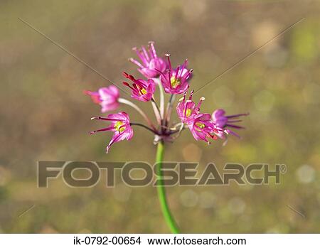 Grevillea Rosmarinifolia Or Rosemary Grevillea View Large Photo Image Picture - Grevillea Rosmarinifolia Or Rosemary Grevillea. Fotosearch