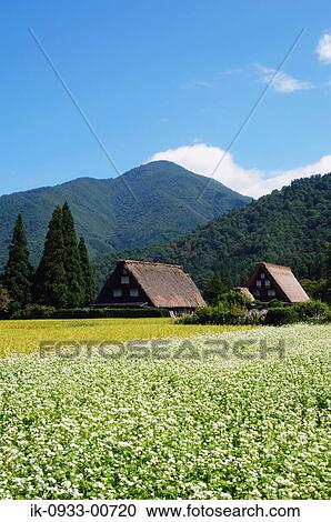 Growing Buckwheat Field and Japanese Style House in Background View Large Photo Image Stock Image - Growing Buckwheat Field and Japanese Style House in Background. Fotosearch