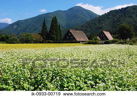 Growing Buckwheat Field and Japanese Style House in Background View Large Photo Image Stock Photo - Growing Buckwheat Field and Japanese Style House in Background. Fotosearch