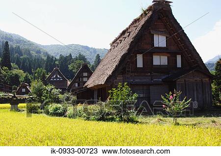 Growing Rice Field and Japanese Style House View Large Photo Image Stock Image - Growing Rice Field and Japanese Style House. Fotosearch