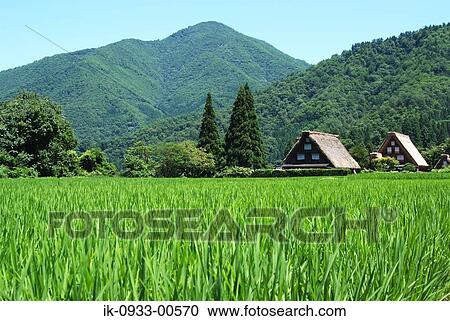 Growing Rice Paddy Field and Japanese Style House in Background View Large Photo Image Stock Image - Growing Rice Paddy Field and Japanese Style House in Background. Fotosearch