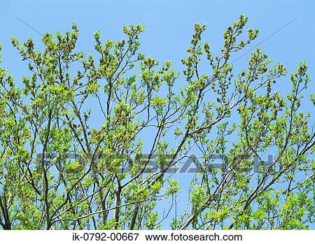 Stock Photo - Gutta-Percha Tree against Blue Sky. Fotosearch