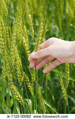 Stock Image - Hand of a person touching wheat plant . Fotosearch