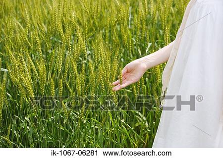 Stock Image - Hand of a woman touching wheat plant. Fotosearch