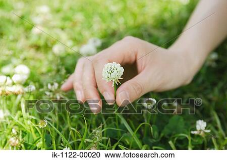 Hand plucking white flowers View Large Photo Image Stock Image - Hand plucking white flowers. Fotosearch