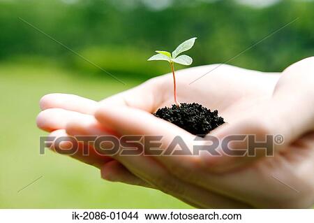 Hands Holding Fresh Green Sprout View Large Photo Image Picture - Hands Holding Fresh Green Sprout. Fotosearch