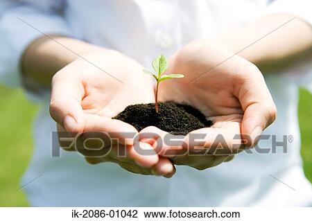 Hands Holding Fresh Green Sprout View Large Photo Image Stock Image - Hands Holding Fresh Green Sprout. Fotosearch
