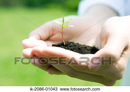 Stock Image - Hands Holding Fresh Green Sprout. Fotosearch