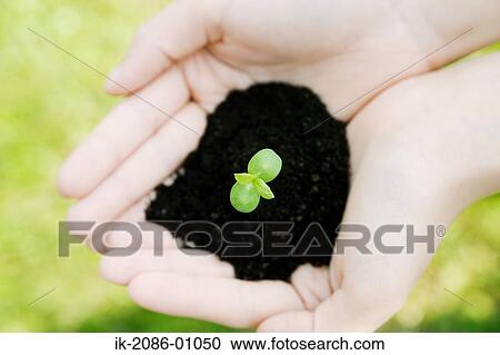 Stock Image - Hands Holding Fresh Green Sprout. Fotosearch