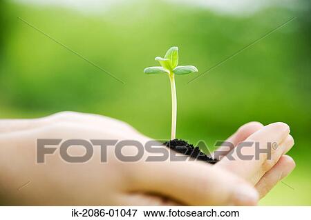 Hands Holding Fresh Green Sprout View Large Photo Image Stock Photo - Hands Holding Fresh Green Sprout. Fotosearch