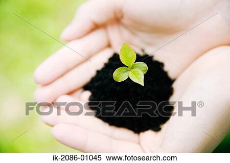 Hands Holding Fresh Green Sprout View Large Photo Image Stock Photography - Hands Holding Fresh Green Sprout. Fotosearch