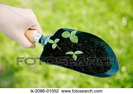 Hands Holding Green Sprouts in Shovel View Large Photo Image Stock Image - Hands Holding Green Sprouts in Shovel. Fotosearch