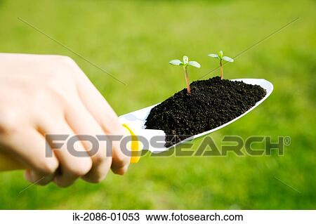 Stock Image - Hands Holding Green Sprouts in Shovel. Fotosearch
