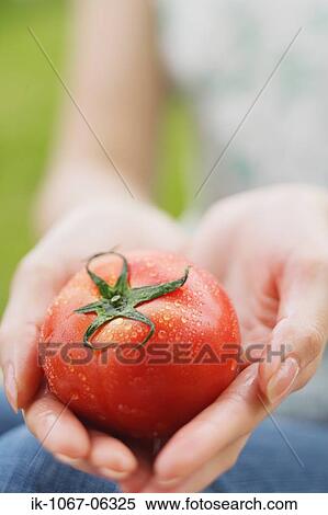 Stock Photography - Hands of a person holding fresh tomato. Fotosearch