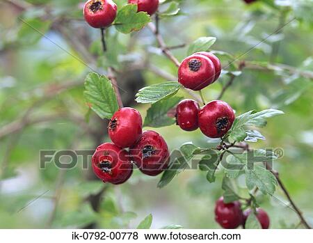 Hawthorn Red Berries on Tree View Large Photo Image Stock Photo - Hawthorn Red Berries on Tree. Fotosearch