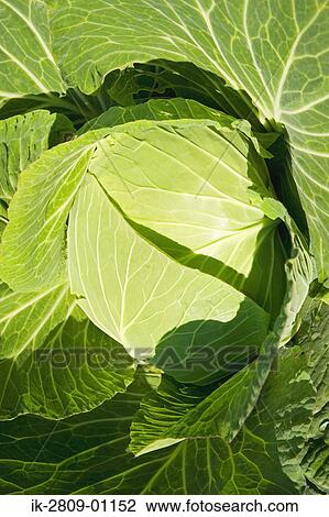 Head of Cabbage View Large Photo Image Stock Image - Head of Cabbage. Fotosearch
