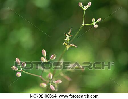 Hedge Parsley View Large Photo Image Picture - Hedge Parsley. Fotosearch