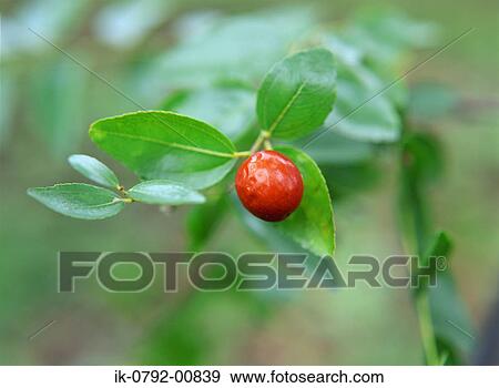 Herbal Fruit Growing on Tree View Large Photo Image Stock Photo - Herbal Fruit Growing on Tree. Fotosearch