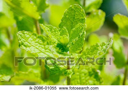 Herbal Plant of Apple Mint View Large Photo Image Stock Photography - Herbal Plant of Apple Mint. Fotosearch