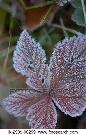 Hoarfrost on Plant View Large Photo Image Stock Photo - Hoarfrost on Plant. Fotosearch