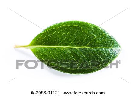 Stock Image - Holly Leaf on White Background. Fotosearch