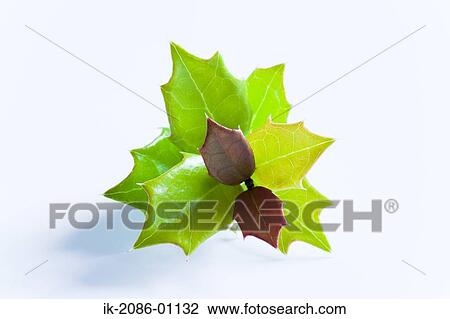 Holly Leaf on White Background View Large Photo Image Stock Image - Holly Leaf on White Background. Fotosearch