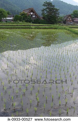 Home Beside Rice Paddy in Shirakawa in Japan, Gifu Prefecture View Large Photo Image Stock Photo - Home Beside Rice Paddy in Shirakawa in Japan, Gifu Prefecture. Fotosearch