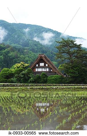 Stock Photography - Home Beside Rice Paddy in Shirakawa in Japan, Gifu Prefecture. Fotosearch