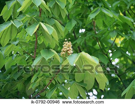 Horse Chestnut with Flower in Early Spring View Large Photo Image Stock Photograph - Horse Chestnut with Flower in Early Spring. Fotosearch