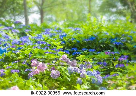 Hydrangea Flower Garden View Large Photo Image Stock Photograph - Hydrangea Flower Garden. Fotosearch