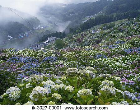 Hydrangea Flowers Blooming in Summer View Large Photo Image Stock Image - Hydrangea Flowers Blooming in Summer. Fotosearch
