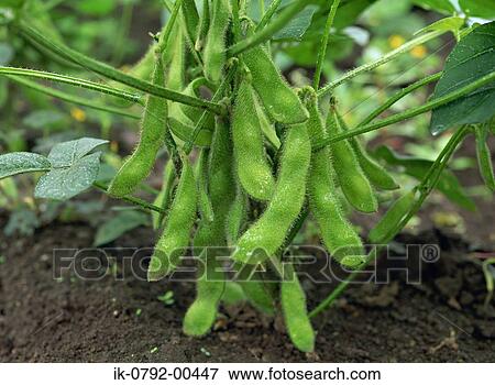 Stock Photo - Immature Green Soybean Pod. Fotosearch