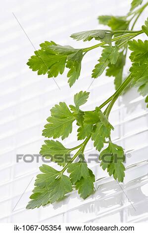 Italian Parsley View Large Photo Image Picture - Italian Parsley. Fotosearch
