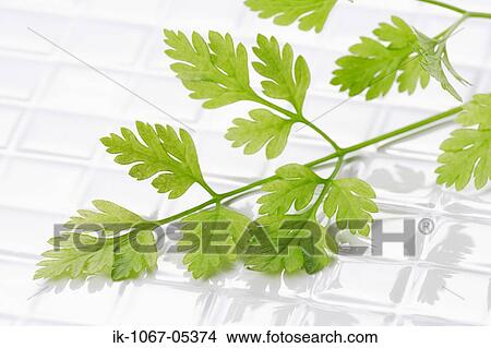 Italian Parsley View Large Photo Image Picture - Italian Parsley. Fotosearch
