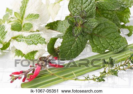 Stock Image - Italian Parsley. Fotosearch