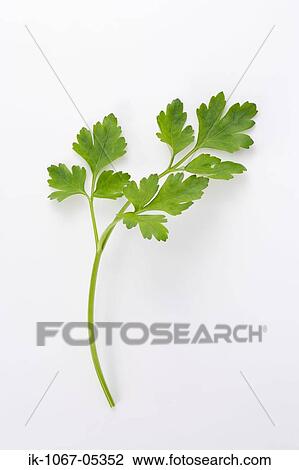 Stock Image - Italian Parsley. Fotosearch