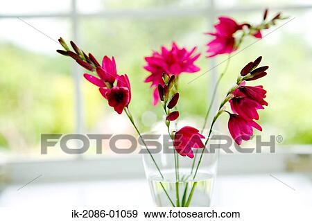 Ixia Flowers in Vase View Large Photo Image Stock Photo - Ixia Flowers in Vase. Fotosearch