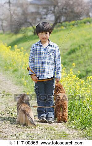 Japanese boy standing with two cute dogs View Large Photo Image Stock Photo - Japanese boy standing with two cute dogs. Fotosearch