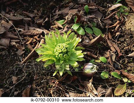 Japanese Butterbur Flower Growing on Ground View Large Photo Image Stock Image - Japanese Butterbur Flower Growing on Ground. Fotosearch