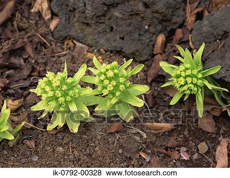 Stock Photo - Japanese Butterbur Flowers Growing on Ground. Fotosearch