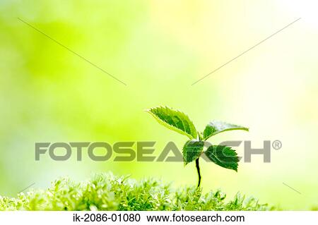 Stock Image - Japanese Clethra. Fotosearch