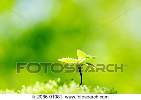 Stock Image - Japanese Clethra. Fotosearch