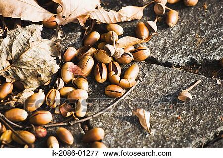 Stock Photo - Japanese Dead Oak Leaf and Acorn Fruit . Fotosearch