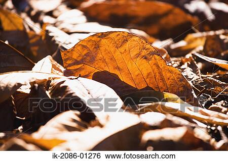 Stock Photograph - Japanese Dead Oak Leaf . Fotosearch